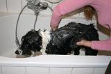 BAIN - BORDER COLLIE 007